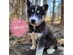 Siberian Husky Puppy for sale in Littleton, NH, USA