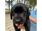 Labrador Retriever Puppy for sale in Eure, NC, USA