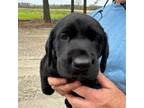 Labrador Retriever Puppy for sale in Eure, NC, USA