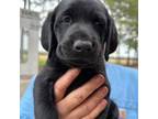 Labrador Retriever Puppy for sale in Eure, NC, USA