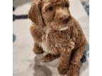 Goldendoodle Puppy for sale in Springfield, MO, USA