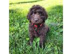 Goldendoodle Puppy for sale in Springfield, MO, USA