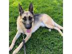 Adopt Max a German Shepherd Dog