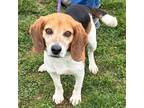 Adopt Pringles a Beagle