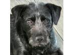 Adopt Sparky a Patterdale Terrier / Fell Terrier