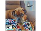 Adopt Thor a Boxer