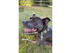 Adopt Ziggy a Pit Bull Terrier, Mixed Breed