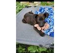 Adopt Toby a Black Labrador Retriever, Terrier