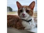 Adopt Garrison a Domestic Medium Hair