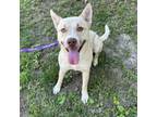 Adopt Moose a Mixed Breed