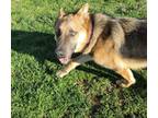 Adopt Dingo a German Shepherd Dog