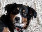 Adopt Rufus a Australian Shepherd