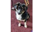 Adopt Halo a Australian Shepherd