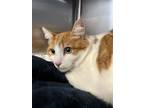 Adopt Sherbert a Domestic Short Hair