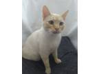 Adopt Redd a Siamese