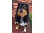 Adopt Sonny a Australian Shepherd