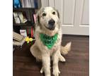 Adopt Sev a Great Pyrenees