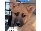 Adopt Teddy a German Shepherd Dog, Mixed Breed