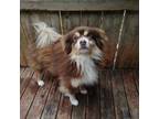 Adopt Juno a American Eskimo Dog, Pomeranian