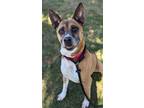 Adopt Pyro/ Socks a Boxer, Pit Bull Terrier