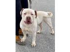 Adopt Meatball a Mastiff, American Bully