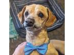 Adopt Marco in Colorado a Dachshund