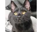 Adopt Blu 4316 a Domestic Short Hair