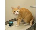 Adopt Apollo a Domestic Short Hair