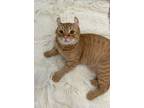 Adopt Strawberry a American Curl