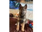 Adopt Zeus a German Shepherd Dog