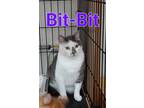 Adopt Bit Bit a Domestic Short Hair