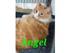 Adopt Angel a Domestic Long Hair