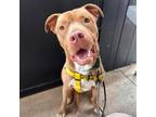 Adopt Memphis a Pit Bull Terrier