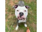 Adopt Bud a Pit Bull Terrier