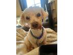 Adopt Chip a Miniature Poodle, Mixed Breed