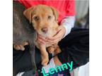 Adopt Lenny a Terrier