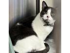 Adopt Cinnamon Twist (Jerry) a Domestic Short Hair