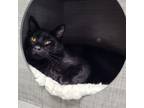 Adopt Mushu a Domestic Short Hair