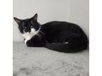 Adopt Boots (Chester) a Domestic Short Hair