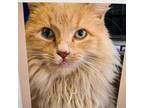 Adopt Willis a Domestic Long Hair