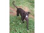 Adopt Toby a Black Labrador Retriever, American Staffordshire Terrier