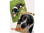 Adopt Huckleberry a Dachshund, Beagle