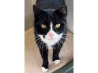 Adopt Howie a Tuxedo