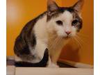 Adopt Rabbitt a Domestic Short Hair