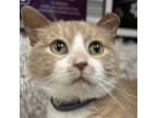 Adopt Booster a Domestic Short Hair