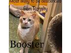 Adopt Booster a Domestic Short Hair