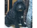 Springerdoodle Puppy for sale in Monmouth, ME, USA