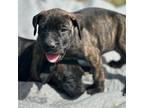 Mutt Puppy for sale in Ruther Glen, VA, USA
