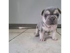French Bulldog Puppy for sale in Baltic, OH, USA