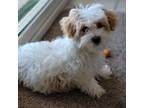 Maltipoo Puppy for sale in Surprise, AZ, USA